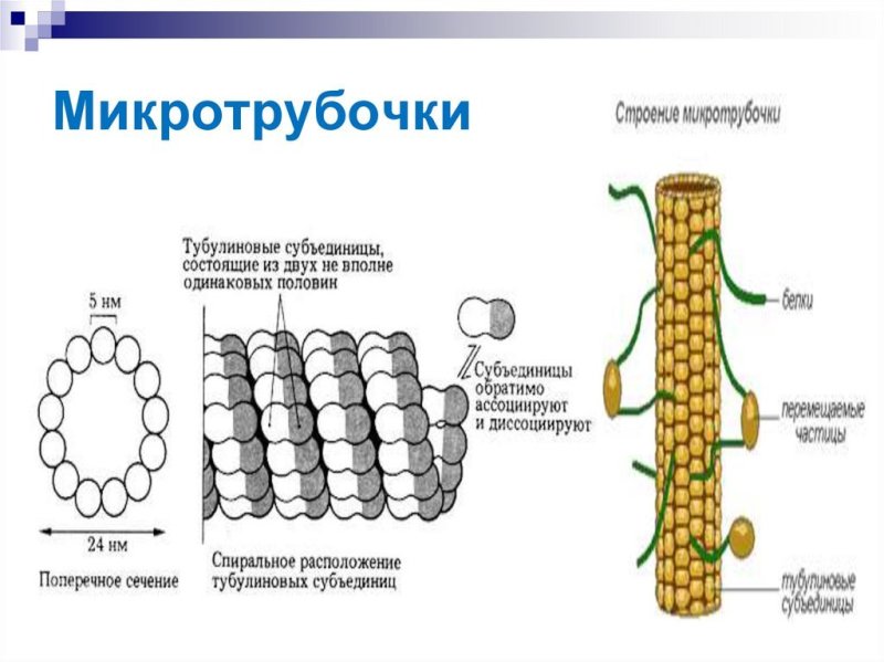 Микротрубочки строение рисунок