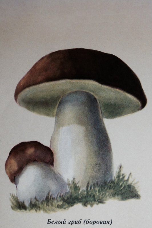 Рисование гриб Боровик
