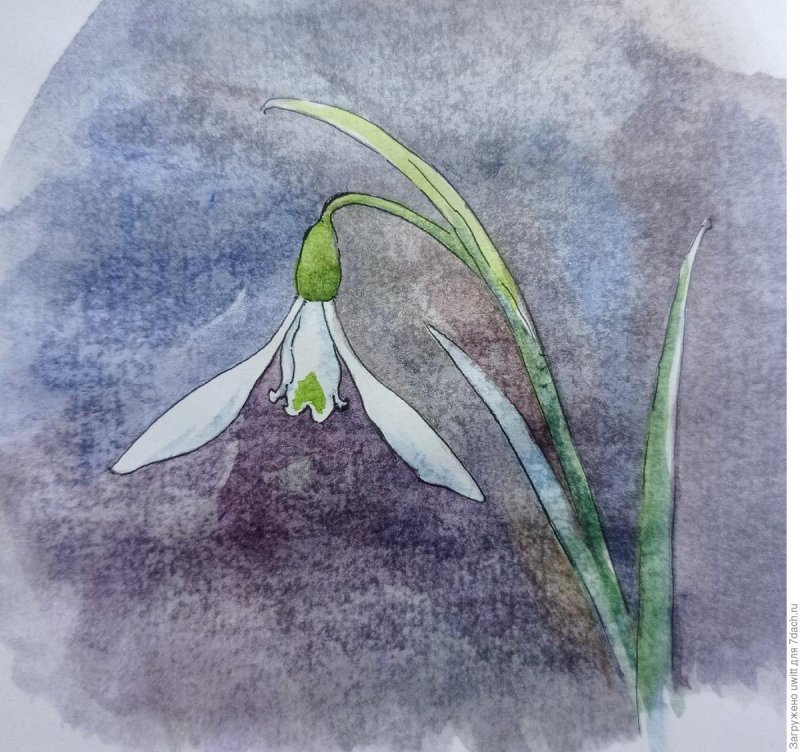 Подснежник (Galanthus) Atkinsii