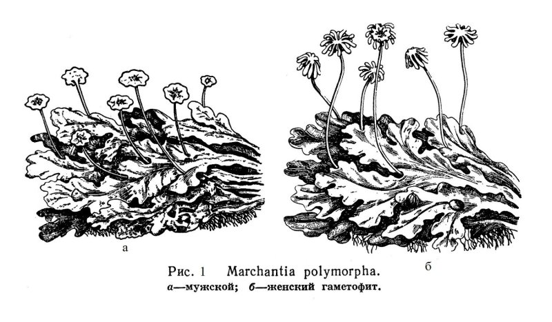 Маршанция царство