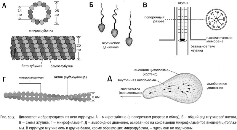 Структура жгутиков эукариот