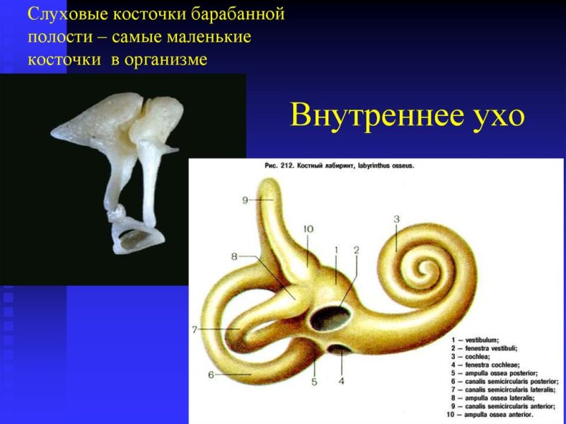 Строение молоточка наковальни и стремечка