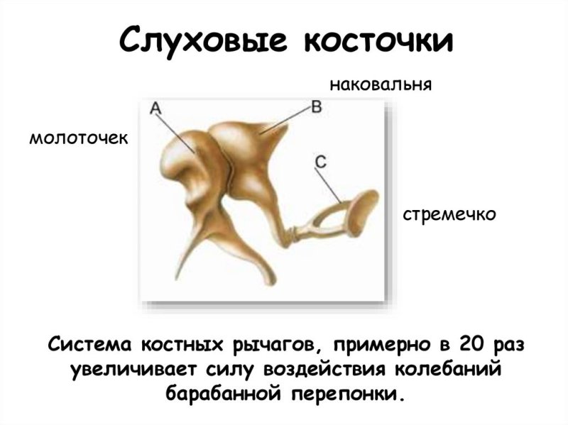 Функции слуховых косточек молоточка наковальни и стремечка
