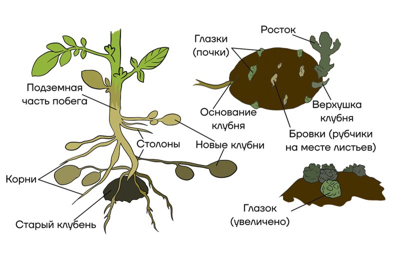 Строение клубня картофеля схема