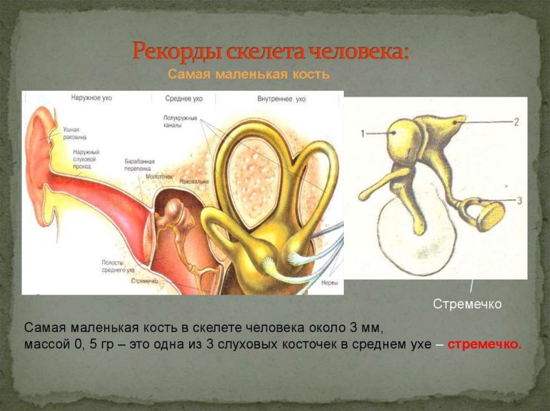 Самая маленькая кость в человеческом организме