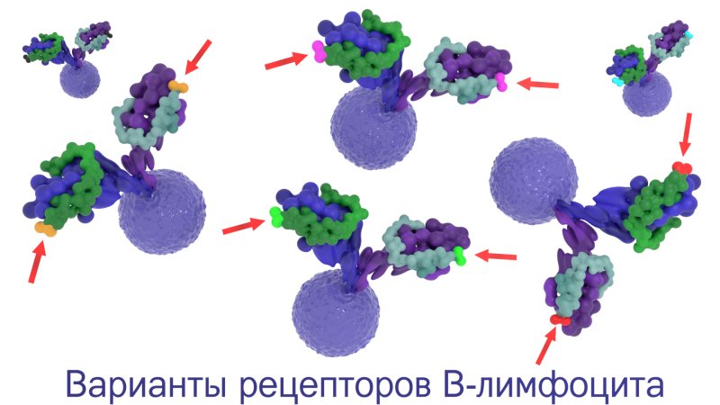 Фолликулярные дендритные клетки