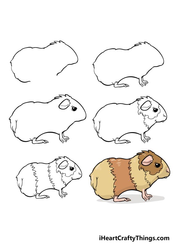 Нарисовать морскую свинку