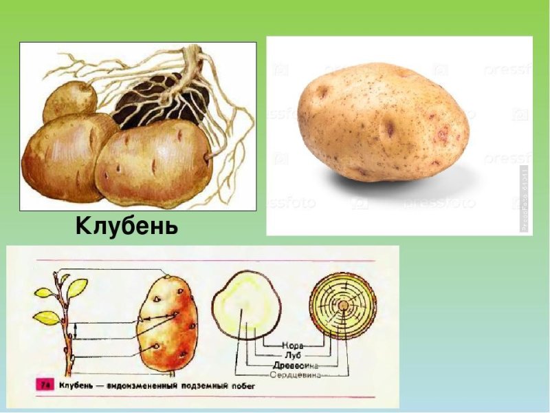 Видоизменённые подземные побеги клубень