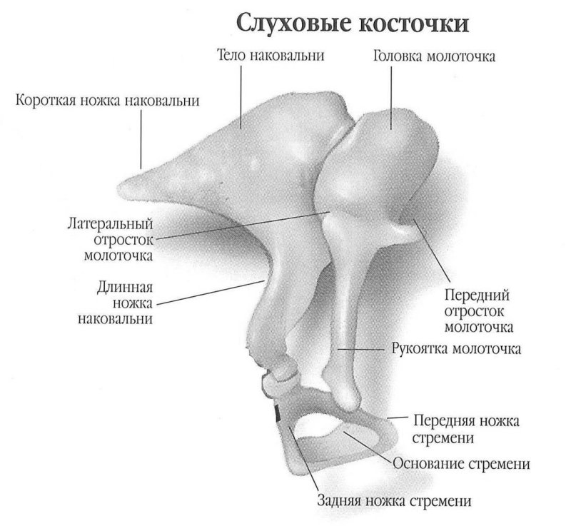 Строение уха слуховые косточки
