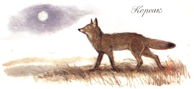 Корсак карандашом