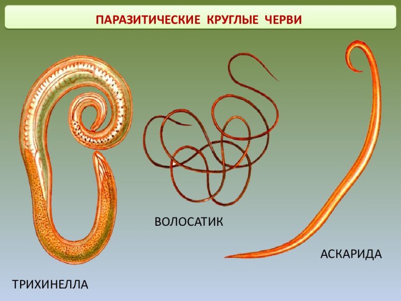 Круглые черви нематоды паразиты