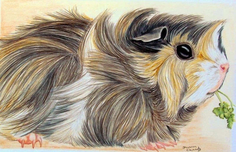 Рисование морская Свинка