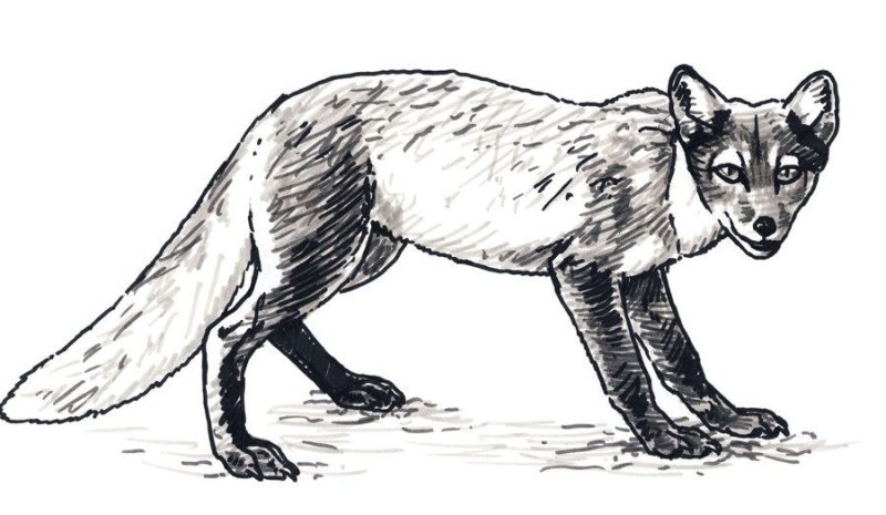 Корсак рисунок