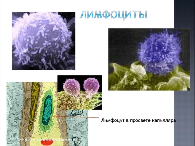 Как лимфоциты бороться с вирусами