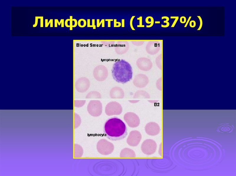 Лимфоциты гистология строение
