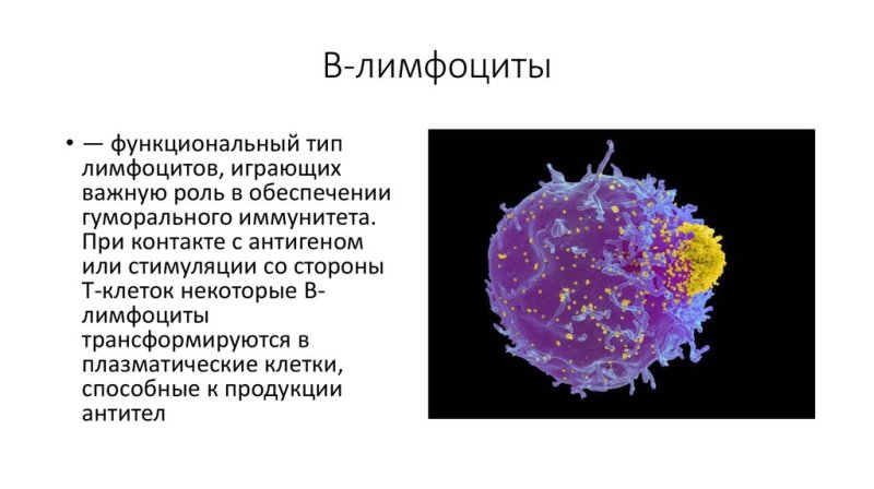 Лимфоциты строение и функции