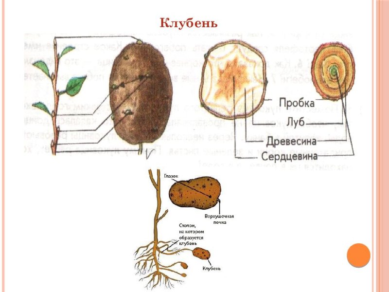 Клубень рисунок с подписями