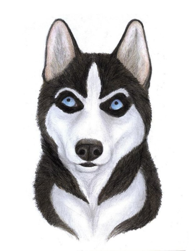 рисунок хаски для срисовки