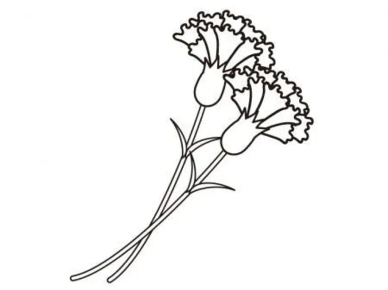 Цветы гвоздики раскраска