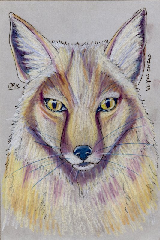 Корсак арт