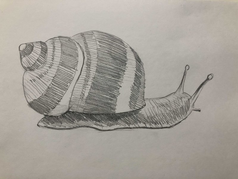 Улитка рисунок легкий