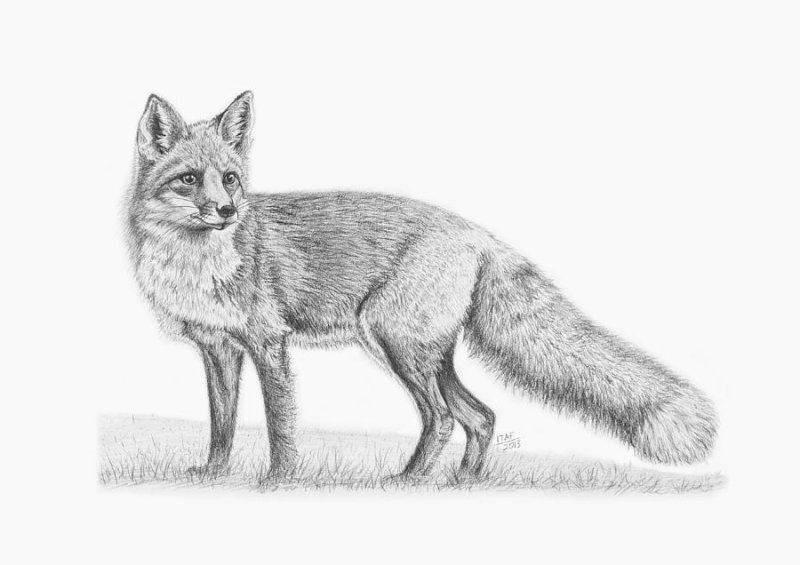 Рисунок лисы