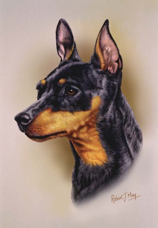 Мини Доберман-пинчер