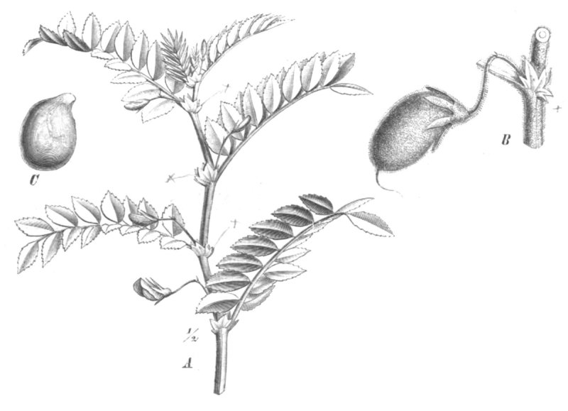 Нут Cicer arietinum