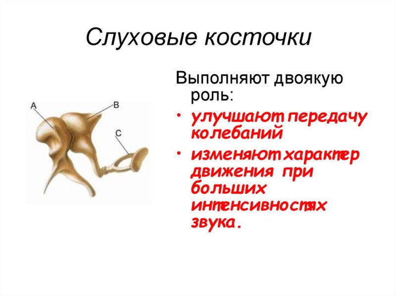 Строение молоточка наковальни и стремечка