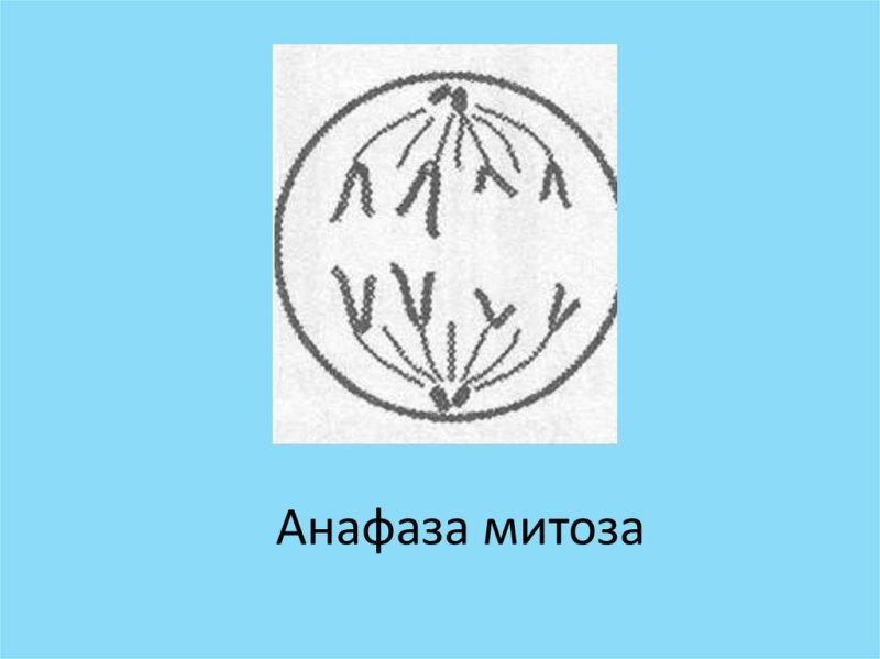 Анафаза фаза
