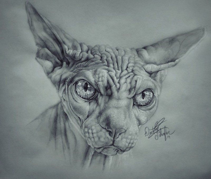Сфинкс кошка