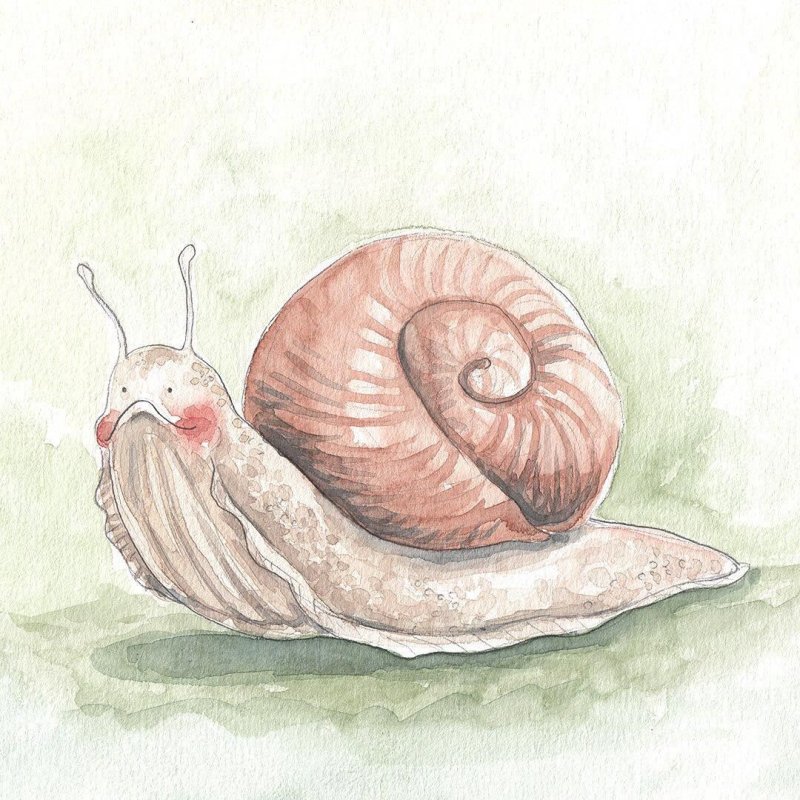 Улитка рисунок