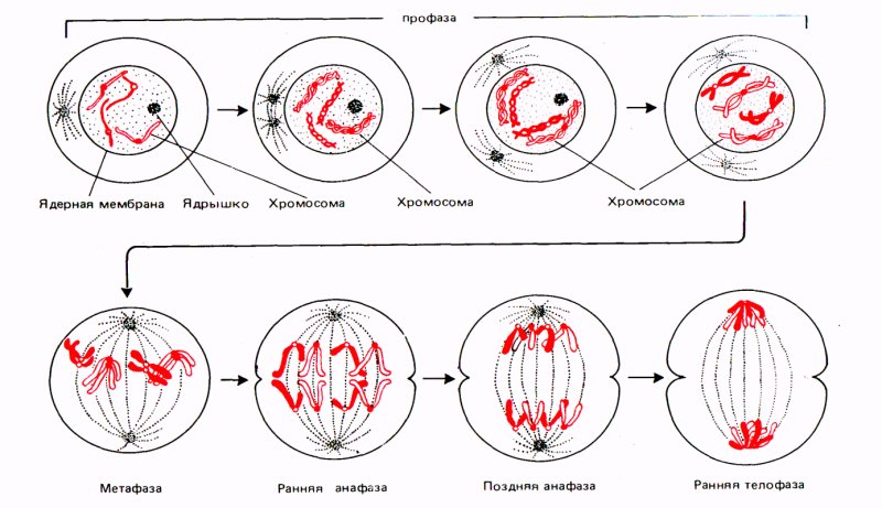 Схема митотического деления растительной клетки