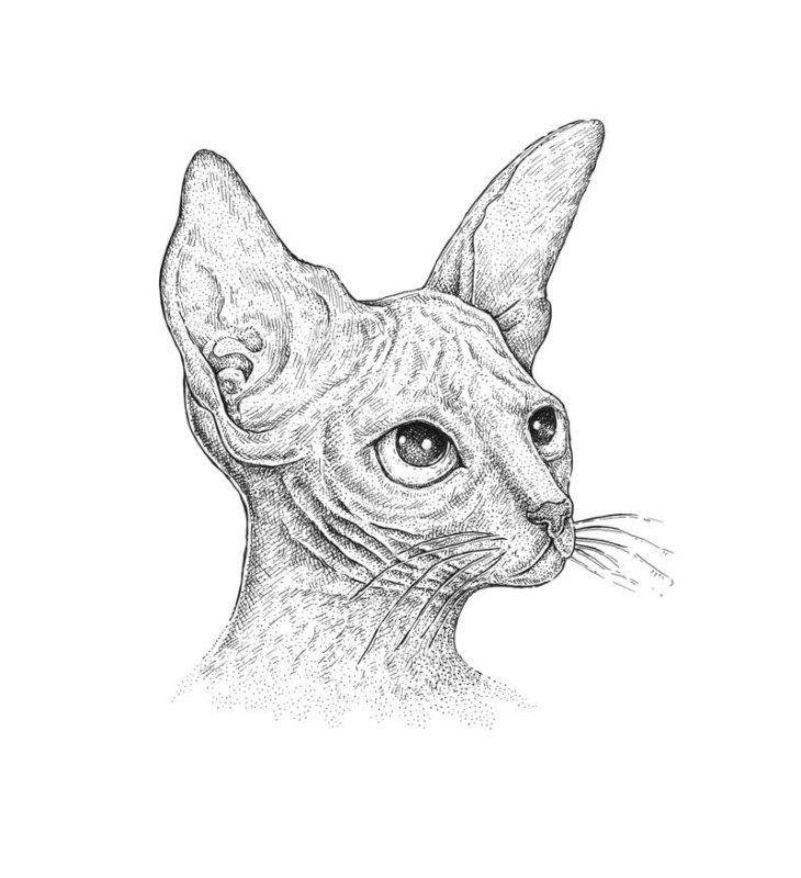 Кот сфинкс