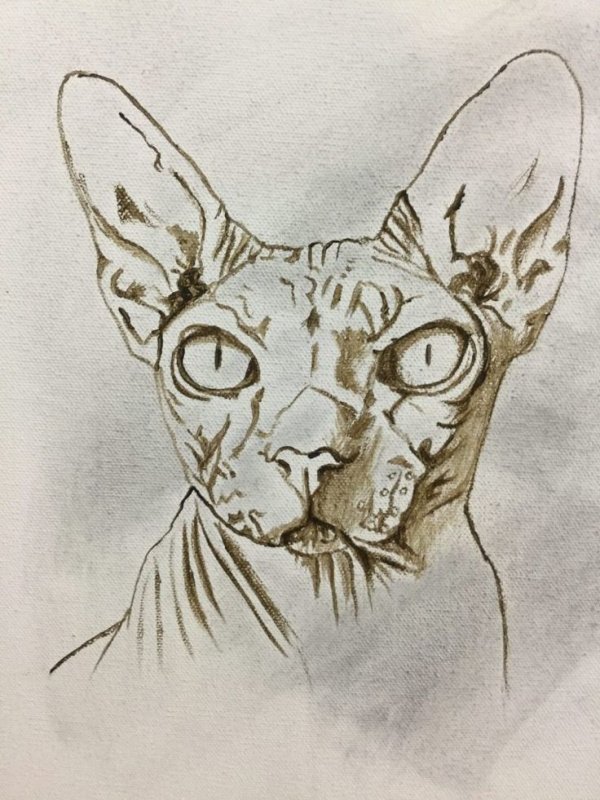 Сфинкс кошка