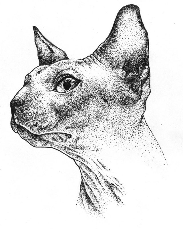 Сфинкс эскиз