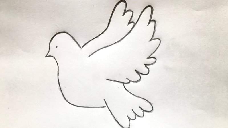Рисунок голубя для срисовки