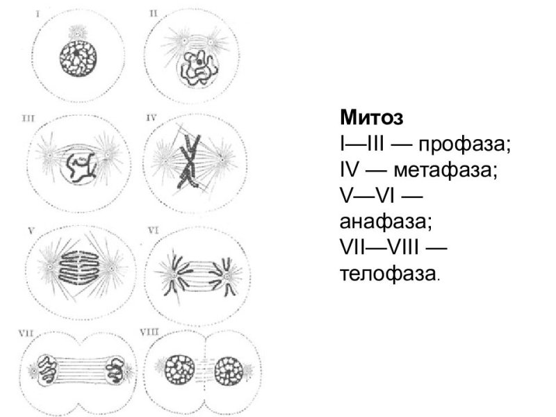 Митоз мейоз интерфаза профаза метафаза анафаза телофаза
