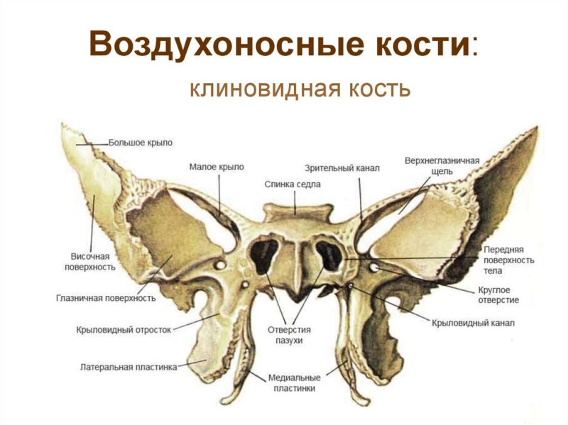 Клиновидная кость черепа анатомия
