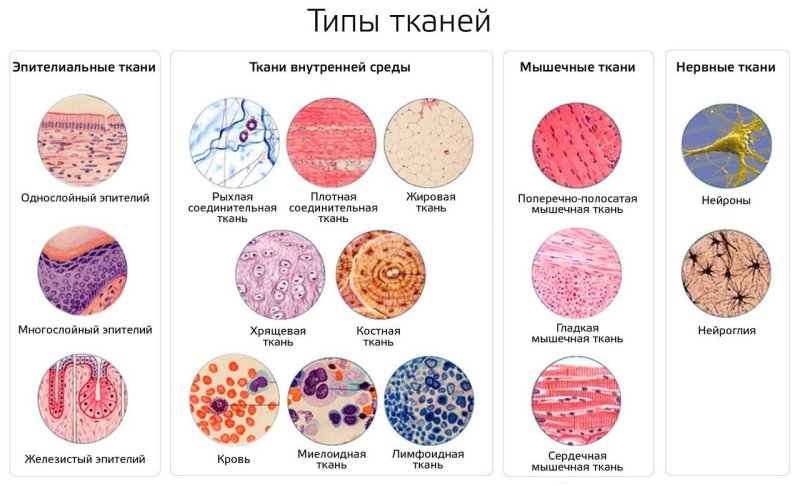 Основы гистологии ткани анатомия