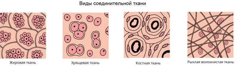 Соединительная ткань человека рисунок