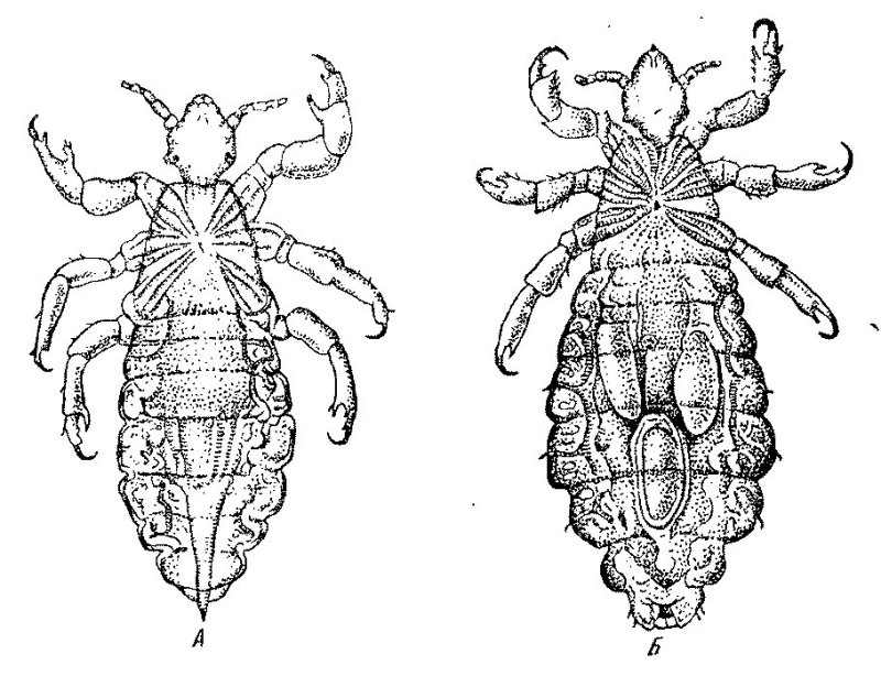 Платяная вошь препарат
