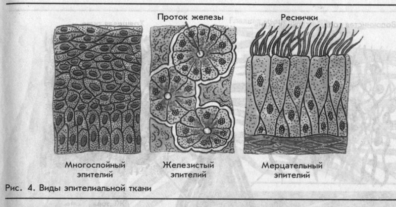 Виды эпителиальной ткани человека ЕГЭ