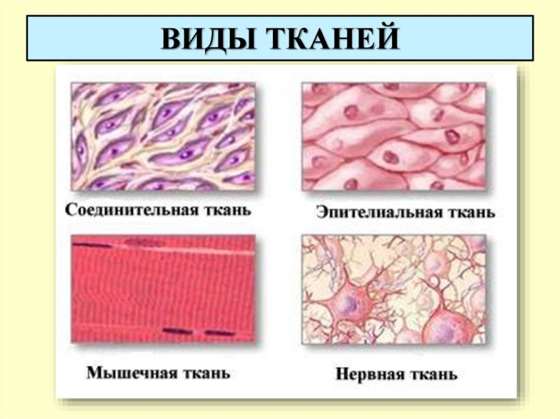 Ткани 4 вида анатомия