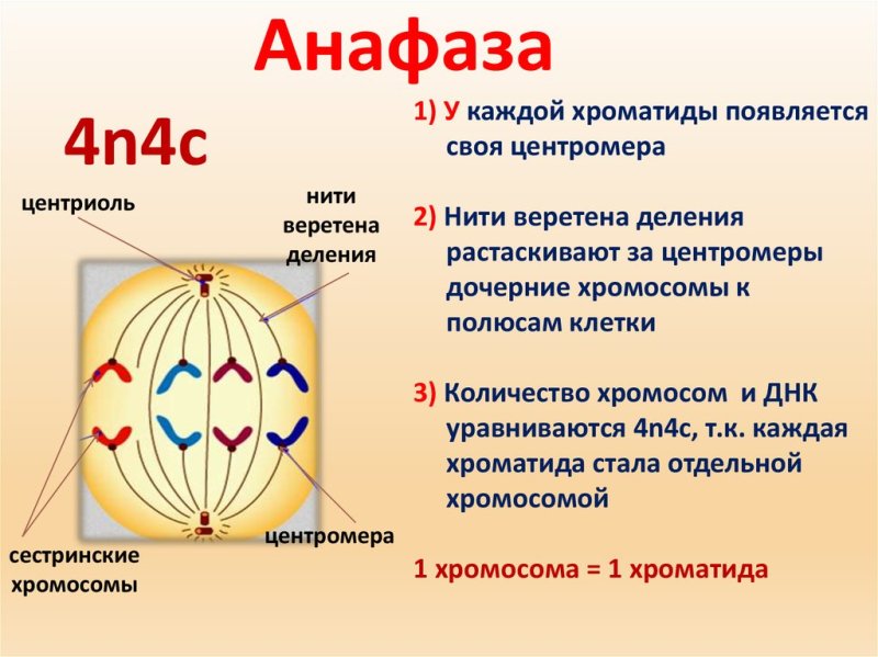Мейоз 1 метафаза 1