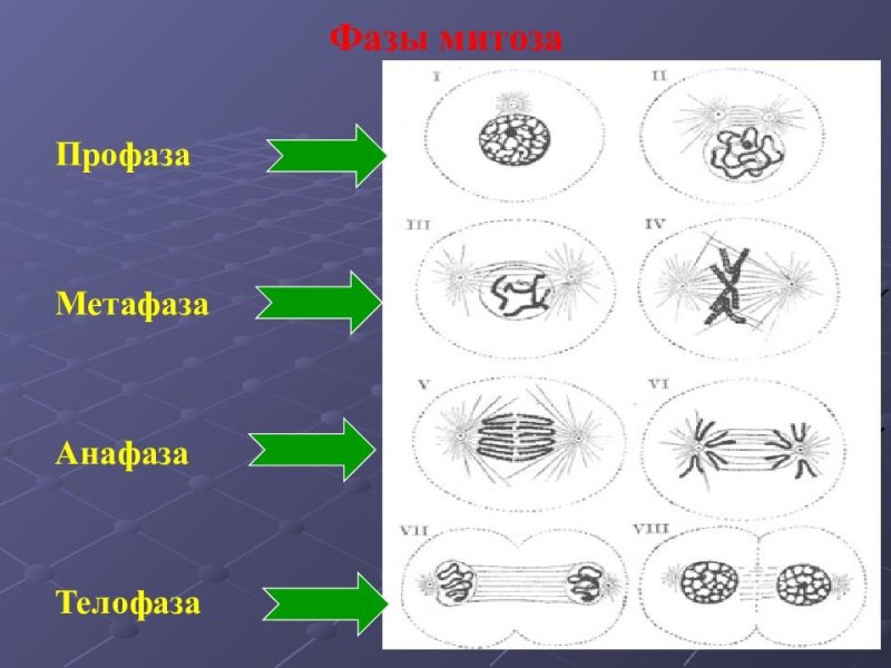 Телофаза 2