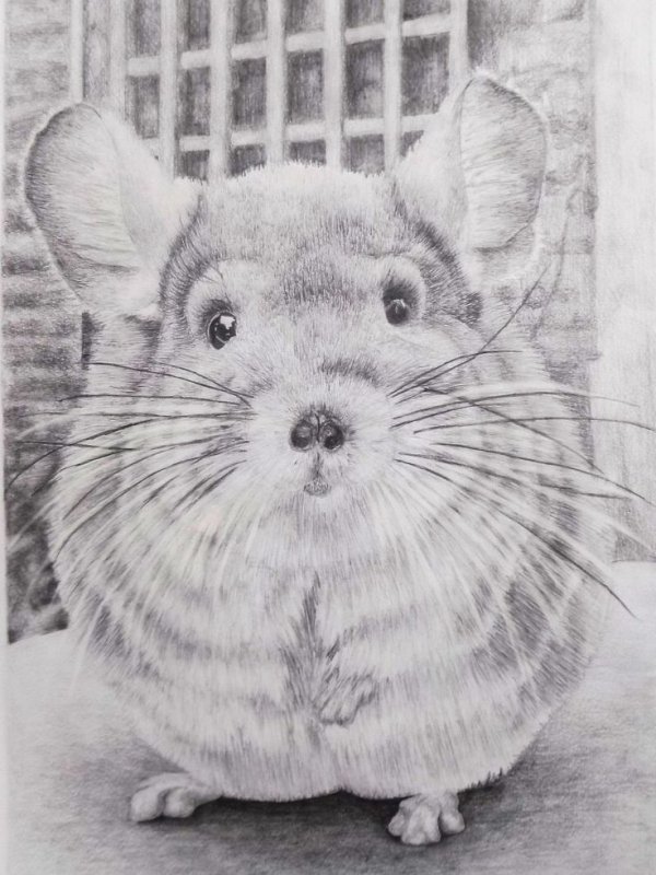 Шиншилла рисунок