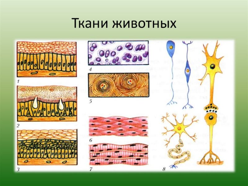 Рис 17 строение различных тканей и клеток животных