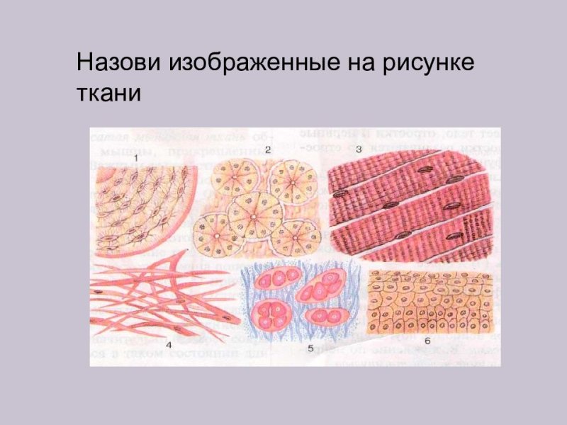Типы тканей
