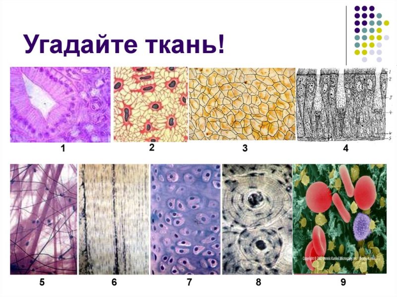 Соединительные ткани животных ткань растений